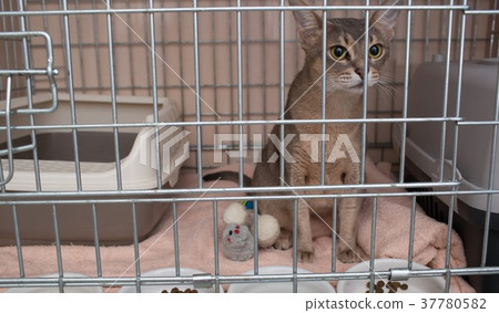 abyssin cat sitting and relax at cat hotel abyssin cat sitting and relax at cat hotel 37780582