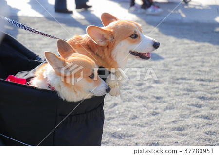 兩個可愛的小羊羔在籃子裡 兩個可愛的小羊羔在籃子裡 37780951