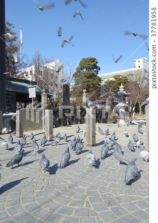 四柱神道神社美雪橋和鴿子飛走了 四柱神道神社美雪橋和鴿子飛走了 37781958