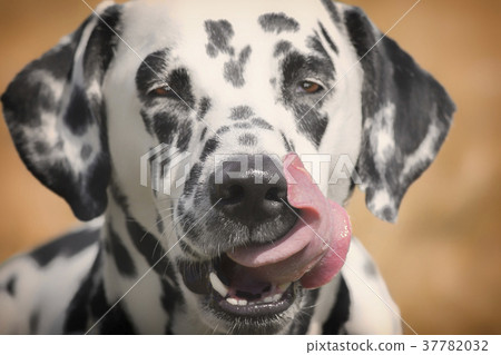 portrait of a cute dog dalmatian  37782032