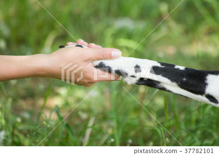 Friendship and  partnership between man and dog 37782101