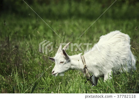 A young goat grazes in a meadow and eating A young goat grazes in a meadow and eating 37782118