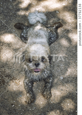 dirty muddy shitzu dog laying down. toned photo dirty muddy shitzu dog laying down. toned photo 37782138