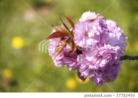 Double-cherry blossoms and dandelions Double-cherry blossoms and dandelions 37782450