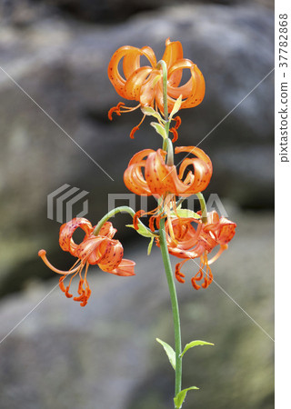 Kururi百合花,高山植物 Kururi百合花,高山植物 37782868