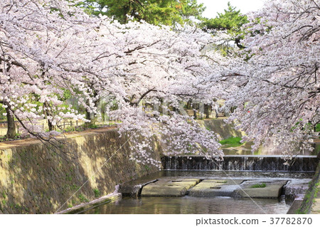 兵庫縣西宮市鴨川公園的櫻花 兵庫縣西宮市鴨川公園的櫻花 37782870
