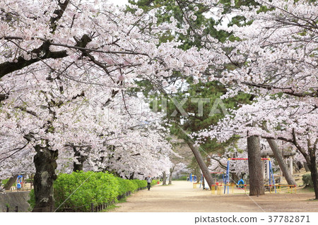 兵庫縣西宮市鴨川公園的櫻花 兵庫縣西宮市鴨川公園的櫻花 37782871