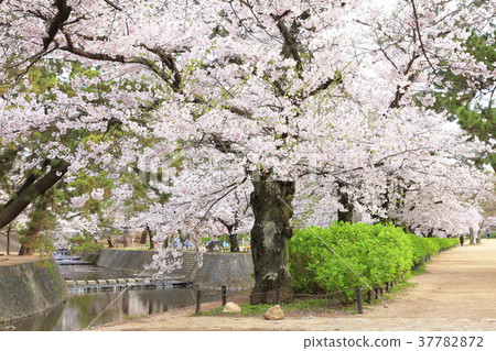 Sakura in Kamogawa Park, Nishinomiya City, Hyogo Prefecture Sakura in Kamogawa Park, Nishinomiya City, Hyogo Prefecture 37782872
