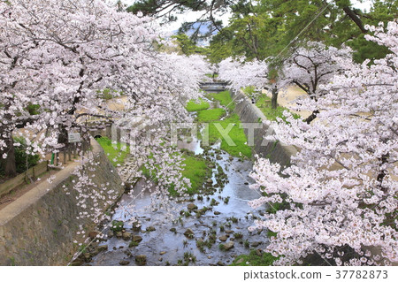 Sakura in Kamogawa Park, Nishinomiya City, Hyogo Prefecture Sakura in Kamogawa Park, Nishinomiya City, Hyogo Prefecture 37782873