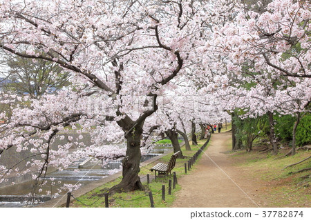 Sakura in Kamogawa Park, Nishinomiya City, Hyogo Prefecture Sakura in Kamogawa Park, Nishinomiya City, Hyogo Prefecture 37782874