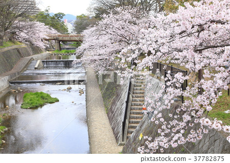 Sakura in Kamogawa Park, Nishinomiya City, Hyogo Prefecture Sakura in Kamogawa Park, Nishinomiya City, Hyogo Prefecture 37782875