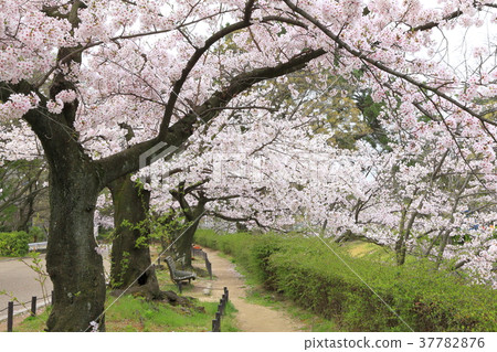 兵庫縣西宮市鴨川公園的櫻花 兵庫縣西宮市鴨川公園的櫻花 37782876