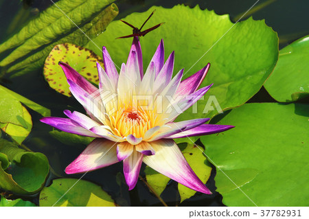 Blooming lotus Blooming lotus 37782931