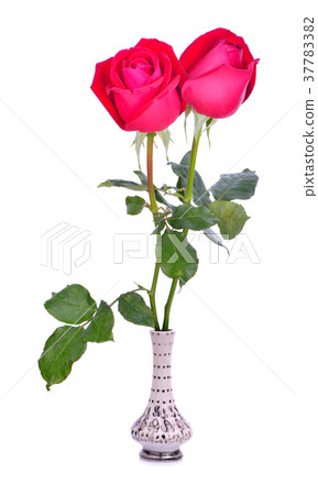 Red rose isolated on white background Red rose isolated on white background 37783382