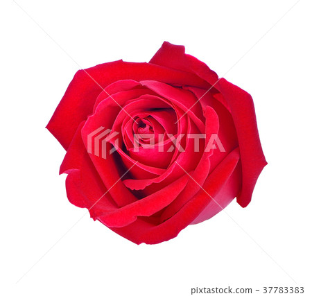 Red rose isolated on white background Red rose isolated on white background 37783383