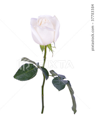 White rose isolated on white background White rose isolated on white background 37783384