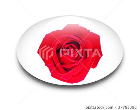 Red rose isolated on white background Red rose isolated on white background 37783386