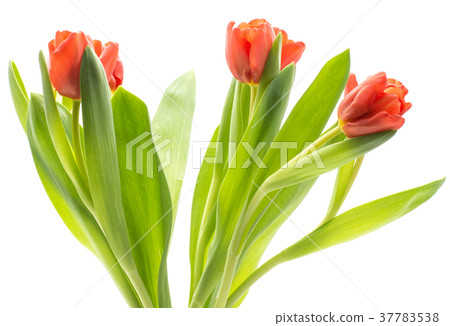 Red tulip isolated on white Red tulip isolated on white 37783538