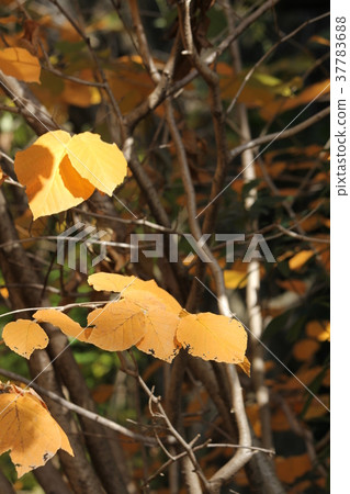 Autumn leaves of Sinamansaku 37783688