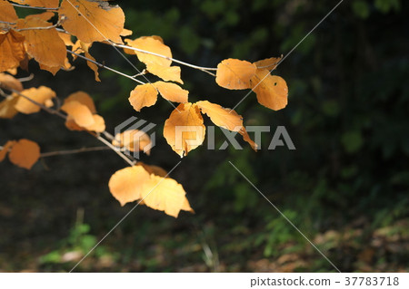Autumn leaves of Sinamansaku Autumn leaves of Sinamansaku 37783718