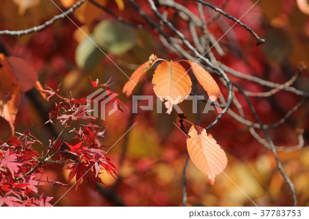 Oshimazakura秋葉 37783753