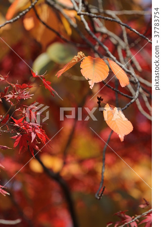 Oshimazakura秋葉 37783754