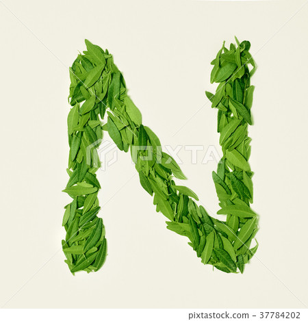 The green dry tea leaf, letter N on white 37784202