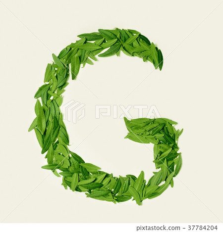 The green dry tea leaf, letter G on white The green dry tea leaf, letter G on white 37784204