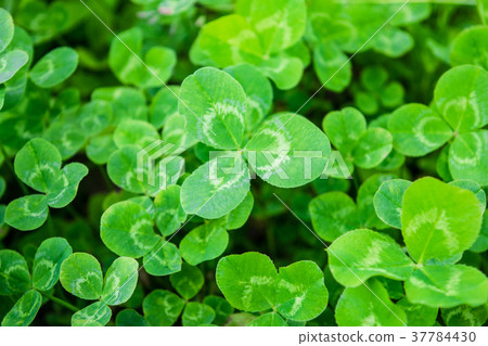 Three leaf clover Three leaf clover 37784430