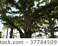 夏威夷樹 37784509