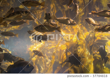 Hordes of mebal 37784818