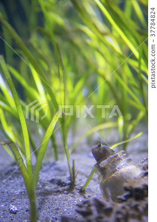 住在一個瓶子裡的蝦虎魚 37784824