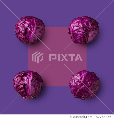 purple cabbage isolated on purple background 37784856