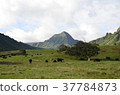Kualoa Ranch 37784873
