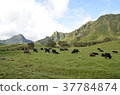 Kualoa Ranch 37784874