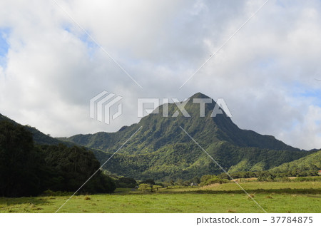 Kualoa Ranch 37784875
