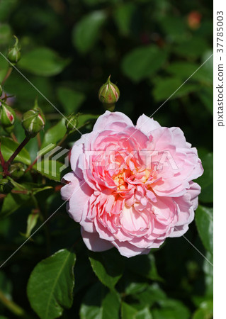 Warm pink is a beautiful rose 37785003