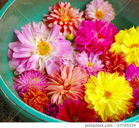 Many dahlia Many dahlia 37785039