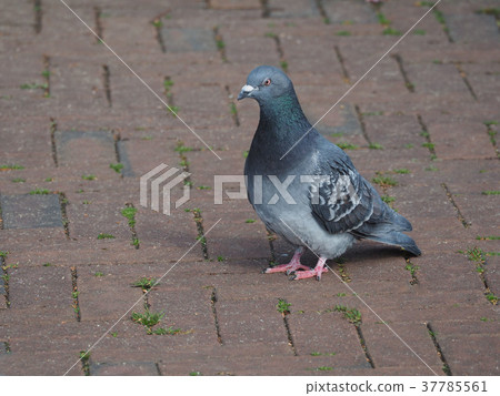 Rock pigeon Rock pigeon 37785561