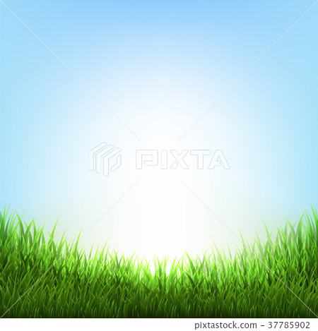 Nature Background With Grass 37785902