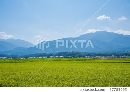 Rice field and mountains and blue sky 37785965