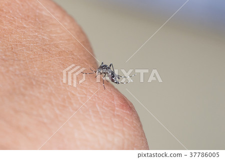 Mosquito sucking human blood Mosquito sucking human blood 37786005
