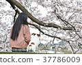 Cherry blossom dog and me 37786009