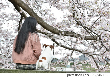 Cherry blossom dog and me 37786009