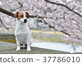 Cherry blossom dog 37786010