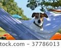 A sleepy one swayed by a hammock 37786013