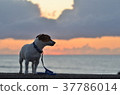 Sunset walk 37786014