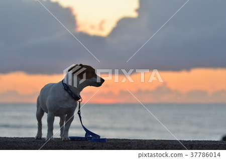 Sunset walk 37786014