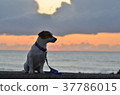 Evening dusk dog 37786015