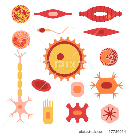 human cell type set - Stock Illustration [37786034] - PIXTA